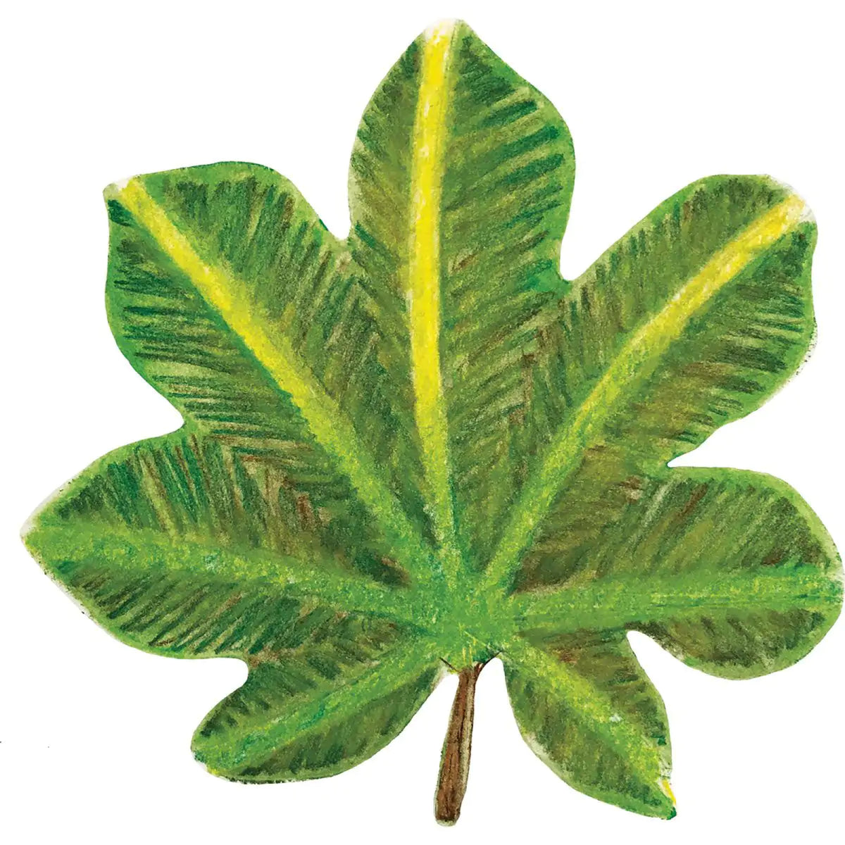 Pochoirs feuilles, vue 5