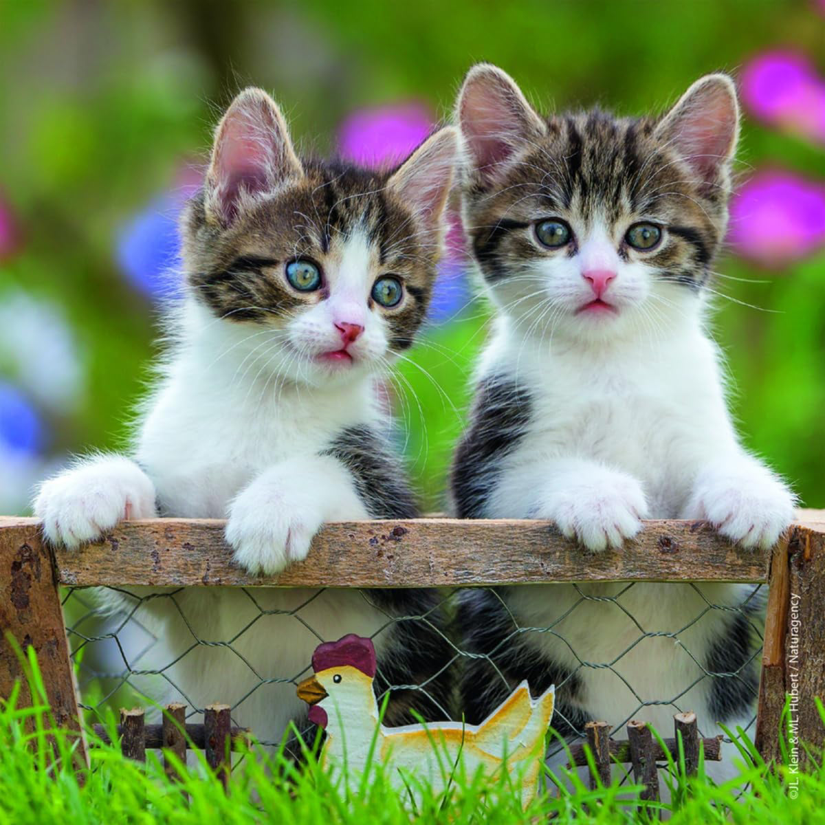 Casse-têtes Chatons 3 x 49 morceaux, vue 2