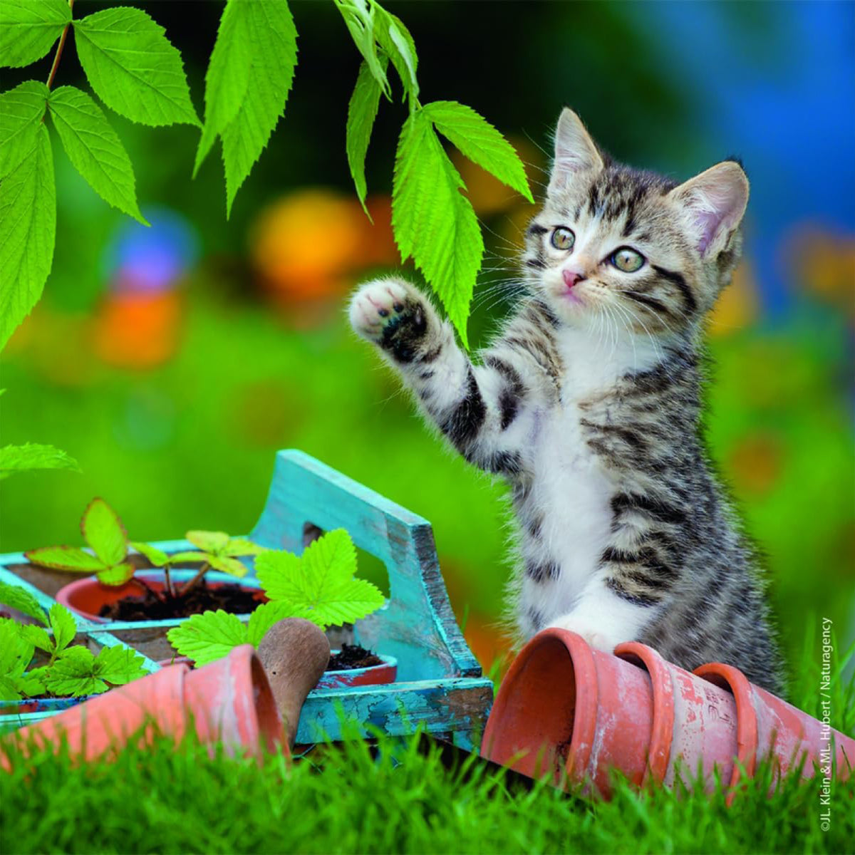 Casse-têtes Chatons 3 x 49 morceaux, vue 4