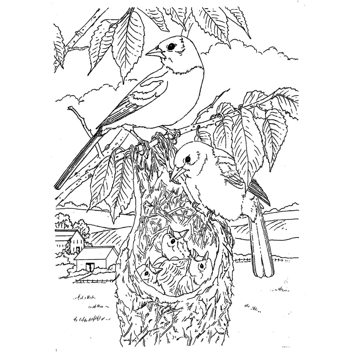 Cahier Beaux oiseaux, vue 3
