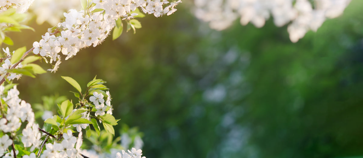 Branches de cerisier en fleurs printemps - page accueil CDS Boutique